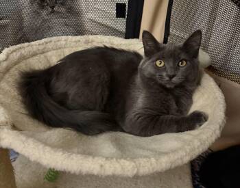Victoria -  Norwegian Forest Cat and Domestic Long Hair Cat for Adoption in Allentown, New Jersey - Victoria | PetCurious
