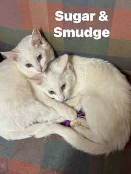Rescue Domestic Short Hair Cats for Adoption in Ludington, Michigan - Sugar And Smudge | PetCurious
