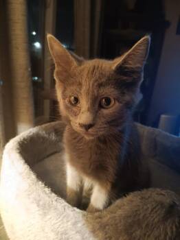 Harlem -  Domestic Short Hair Cat for Adoption in Wheaton, Illinois - Harlem | PetCurious