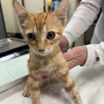 Rusty 26-07-028 -  Domestic Short Hair Cat for Adoption in Bastrop, Texas - Rusty 26-07-028 | PetCurious