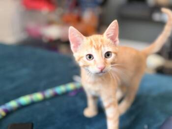 Teddy -  Domestic Short Hair Cat for Adoption in St. Cloud, Florida - Teddy | PetCurious