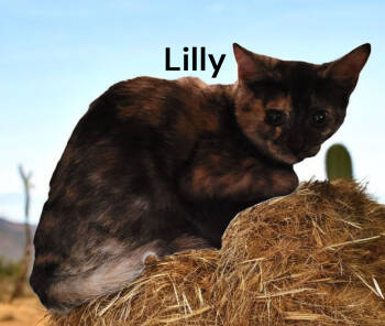 Rescue Tortoiseshell Cats for Adoption in Weems, Virginia - Lilly | PetCurious