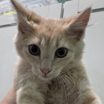 Camper -  Domestic Medium Hair Cat for Adoption in Marion, Virginia - Camper | PetCurious