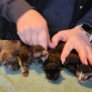 Domestic Long Hair Cats Available for Adoption - Klondike C10619 | PetCurious