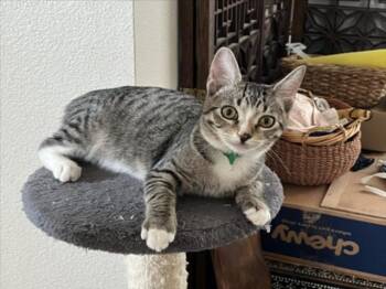 *DEWDROP (GREEN) -  Domestic Short Hair Cat for Adoption in Woodland, California - *DEWDROP (GREEN) | PetCurious