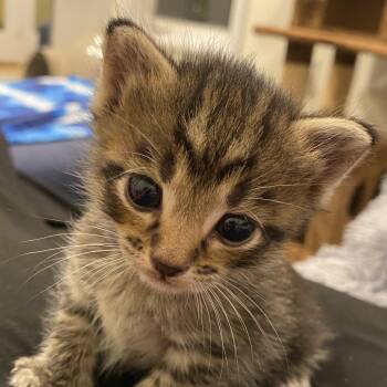 Zenebe Purple Collar -  Domestic Short Hair Cat Available for Adoption in Fairfax Station, Virginia - Zenebe Purple Collar | PetCurious