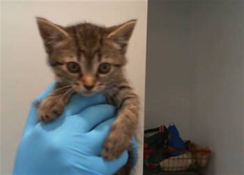 Domestic Short Hair Cats Available for Adoption in Charlotte, North Carolina - A1265381 | PetCurious