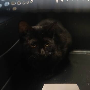 Rescue Domestic Short Hair Cats for Adoption in York, Pennsylvania - Snap | PetCurious