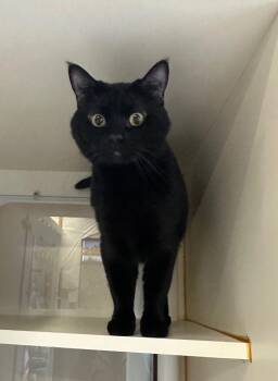 Bombay Cats Available for Adoption - Monkey - Sponsored By The Keay Family | PetCurious