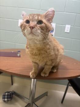 Domestic Short Hair Cats Available for Adoption in Kalamazoo, Michigan - Oscar | PetCurious