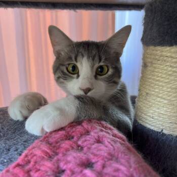 Rescue Domestic Short Hair Cats for Adoption in Lions Bay, British Columbia - Bulldog | PetCurious