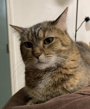 Domestic Short Hair Cats Available for Adoption - **COURTESY LISTING** Sophie | PetCurious