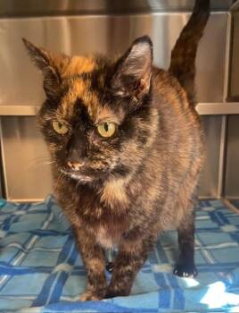 Domestic Medium Hair Cats Available for Adoption in Houghton Lake, Michigan - Hinata | PetCurious