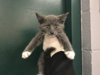 Domestic Short Hair Cats Available for Adoption in Thousand Palms, California - A1918824 | PetCurious