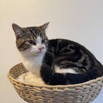 Domestic Short Hair Cats Available for Adoption in Clavet, Saskatchewan - Dush | PetCurious