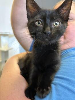 Rescue Domestic Short Hair Cats for Adoption in Grand Junction, Colorado - Jasper (21 Road) (OLD PHOTO) | PetCurious