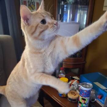 Kaiju C12497 -  Domestic Short Hair Cat for Adoption - Kaiju C12497 | PetCurious