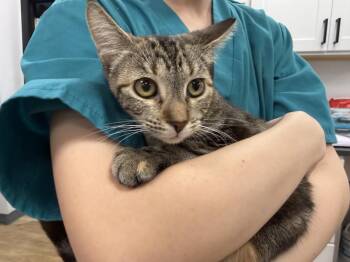 Sugar Maple -  Domestic Short Hair and Tortoiseshell Cat for Adoption in Chandler, Arizona - Sugar Maple | PetCurious