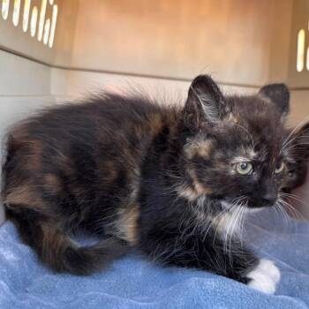 Luna -  Domestic Medium Hair and Domestic Short Hair Cat for Adoption in Nampa, Idaho - Luna | PetCurious