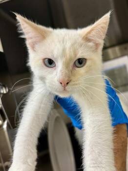 Peach -  Domestic Short Hair Cat for Adoption in Wichita, Kansas - Peach | PetCurious