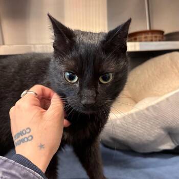 Domestic Short Hair Cats Available for Adoption - Pool Noodle | PetCurious