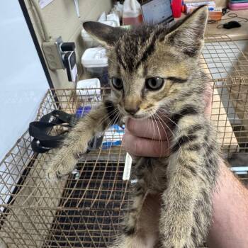 Oakley -  Domestic Short Hair Cat for Adoption in Madisonville, Kentucky - Oakley | PetCurious