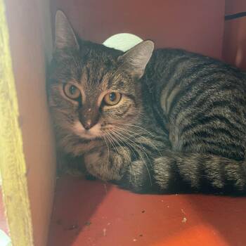 Kitlin -  Domestic Short Hair Cat for Adoption in West Des Moines, Iowa - Kitlin | PetCurious