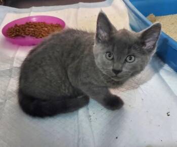 Koda (Bonded to Bear) -  Russian Blue Cat for Adoption in Ypsilanti, Michigan - Koda (Bonded To Bear) | PetCurious