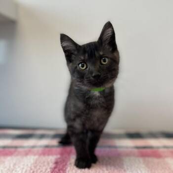 Domestic Short Hair Cats Available for Adoption in Fort Wayne, Indiana - Pete | PetCurious