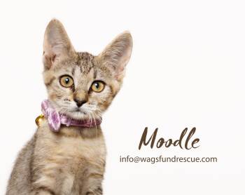 Moodle -  Tabby and Domestic Short Hair Cat for Adoption in Houston, Texas - Moodle | PetCurious