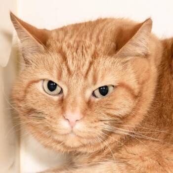 Ken -  Domestic Short Hair Cat for Adoption in Victor, New York - Ken | PetCurious