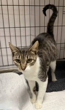 Archer -  Domestic Short Hair Cat for Adoption in INDN HBR BCH, Florida - Archer | PetCurious