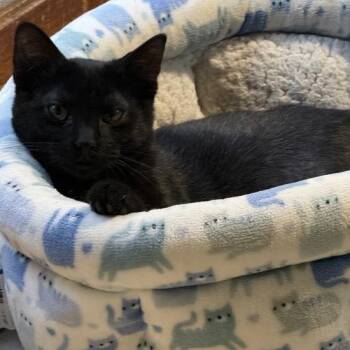 YOSHI -  Domestic Short Hair Cat for Adoption in Gresham, Wisconsin - YOSHI | PetCurious