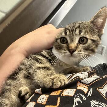 Futomaki -  Domestic Short Hair Cat for Adoption in Durango, Colorado - Futomaki | PetCurious