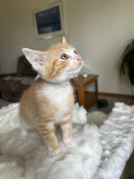 Domestic Short Hair Cats Available for Adoption - Radley | PetCurious