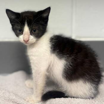 Peep -  Domestic Short Hair Cat for Adoption in Sarasota, Florida - Peep | PetCurious