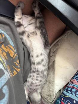 Necco Wafer -  Domestic Short Hair Cat for Adoption in West Mifflin, Pennsylvania - Necco Wafer | PetCurious