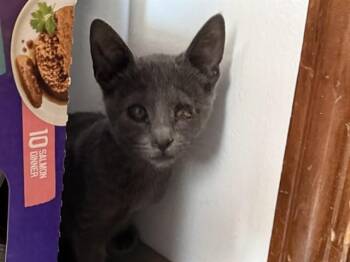 EYERIS -  Domestic Short Hair Cat for Adoption in Fort Walton Beach, Florida - EYERIS | PetCurious