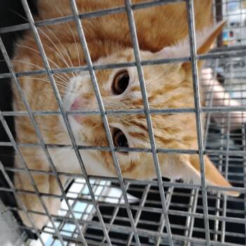 Rescue Domestic Short Hair Cats for Adoption in Summerville, South Carolina - Ezran | PetCurious