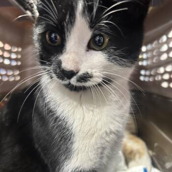Domestic Short Hair Cats Available for Adoption - William | PetCurious