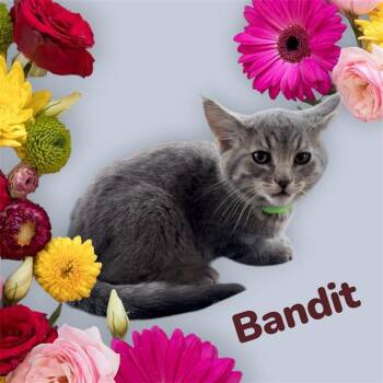 Domestic Short Hair Cats Available for Adoption in Visalia, California - BANDIT | PetCurious