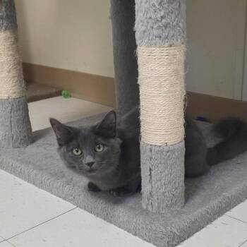 Big Boo -  Domestic Medium Hair Cat for Adoption in Midland, Texas - Big Boo | PetCurious