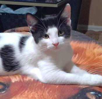 Pandy -  Domestic Short Hair Cat for Adoption in Hamilton, Ontario - Pandy | PetCurious