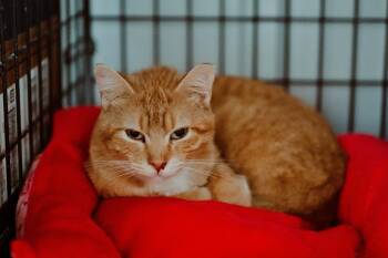 Tabby Cats Available for Adoption in Le Mars, Iowa - Renee | PetCurious