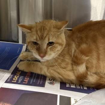 Domestic Short Hair Cats Available for Adoption in Pensacola, Florida - MURPHY | PetCurious