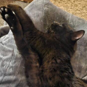 Bombay and Domestic Short Hair Cats Available for Adoption - Panther | PetCurious