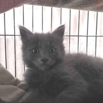 Toasted Muffins -  Domestic Medium Hair Cat for Adoption in Port Townsend, Washington - Toasted Muffins | PetCurious
