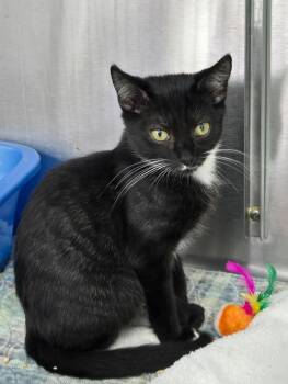 Navarro -  Domestic Short Hair Cat for Adoption in Mount Vernon, Ohio - Navarro | PetCurious