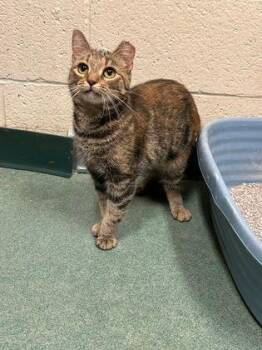 Norah -  Domestic Short Hair Cat for Adoption in Williamsport, Pennsylvania - Norah | PetCurious