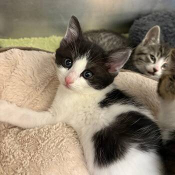 Domestic Short Hair Cats Available for Adoption in North Branford, Connecticut - 26-160 | PetCurious